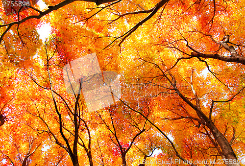 Image of Red maple tree forest