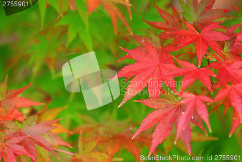 Image of Color changing maple leave