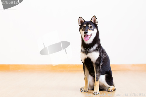 Image of Black and tan Shiba Inu at home