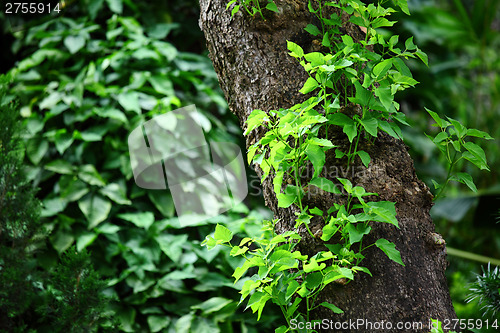 Image of Tree trunk