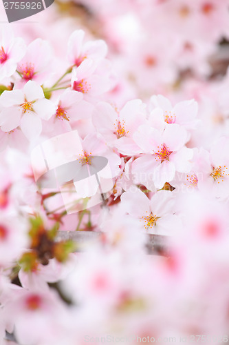 Image of Sakura flower