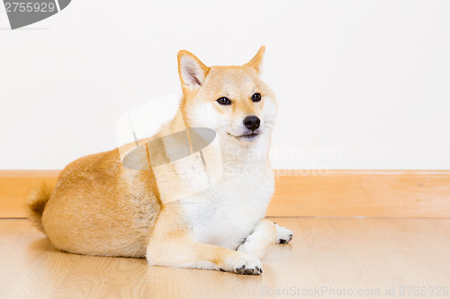 Image of Brown Shiba inu