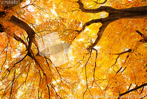 Image of Autumn maple tree