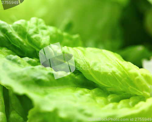 Image of Lettuce