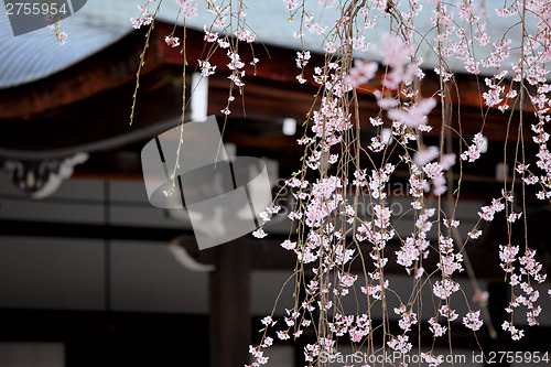 Image of Weeping sakura infront of japanese temple