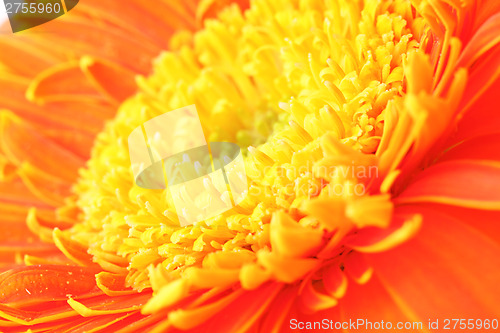 Image of Orange daisy close up