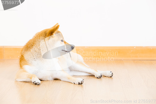 Image of Brown shiba inu