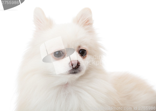 Image of White pomeranian 