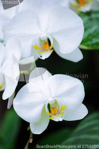 Image of Whte orchid flower