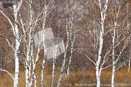 Image of Autumn forest 