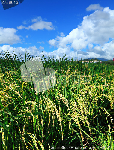 Image of Paddy rice field