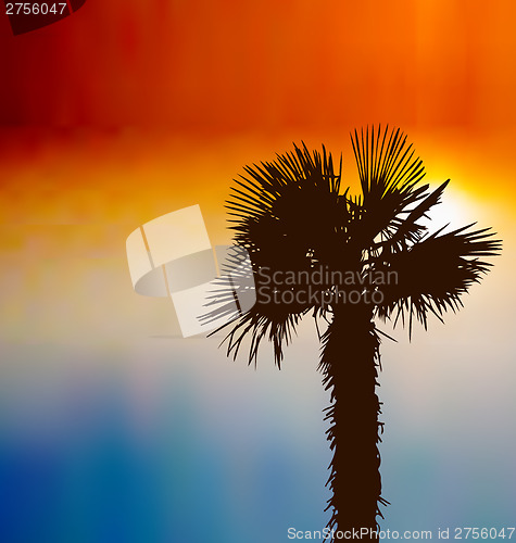 Image of Tropical background with palm tree at sunset