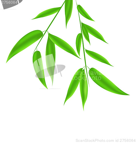 Image of Bamboo leaves pattern with space for your text 