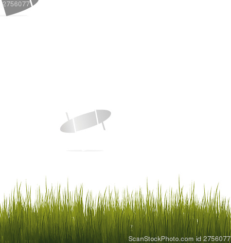 Image of Green grass isolated on white background
