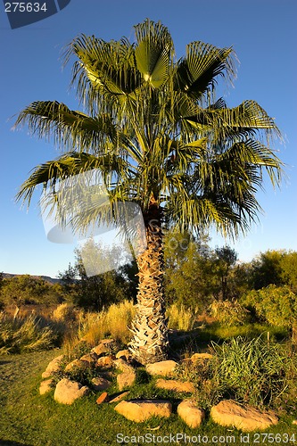 Image of Palm tree