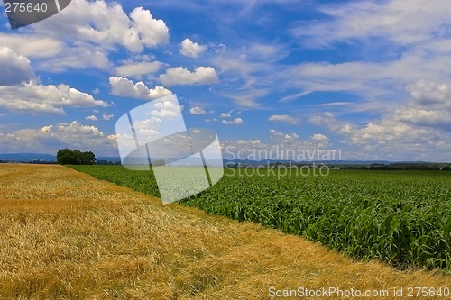 Image of Fields against a blue sky