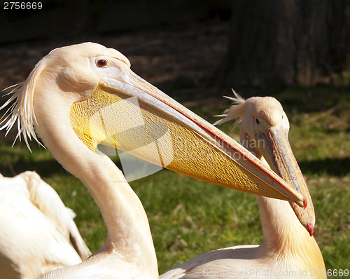 Image of Pelican