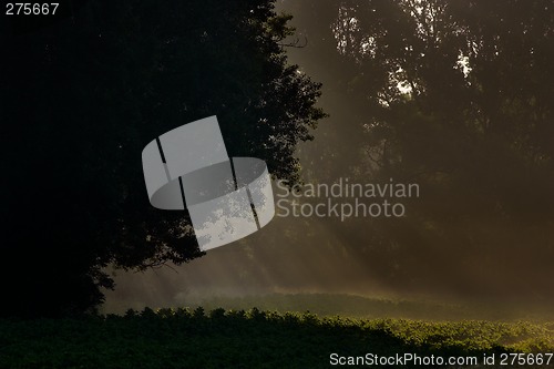 Image of Morning light