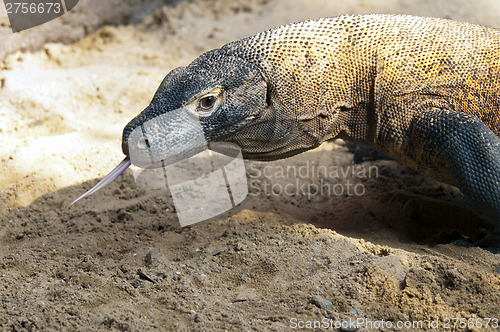 Image of Komodo dragon