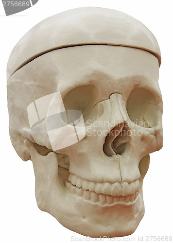 Image of Skeleton skull