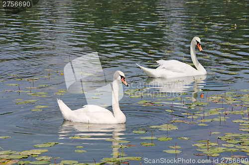 Image of Two white swans