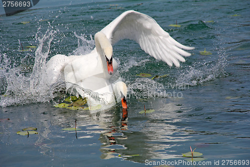 Image of Two swans