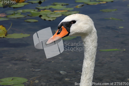 Image of Swan