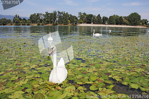 Image of Flock of swans