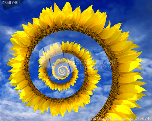 Image of Abstract sunflower spiral