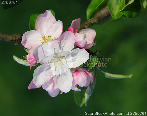 Image of Apple blossoms in spring 