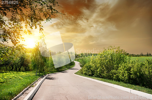 Image of Asphalted road and birches