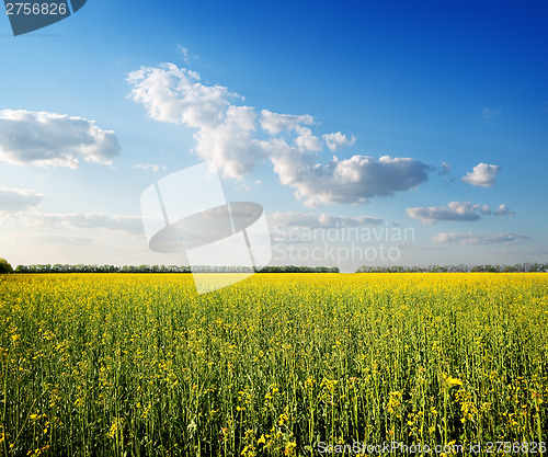 Image of Field of yellow flowers
