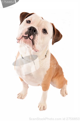 Image of Old English Bulldog Sitting on White Background