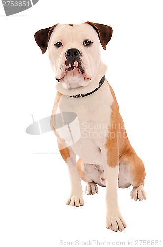 Image of Old English Bulldog Sitting on White