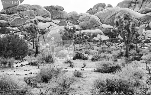 Image of Joshua Tree