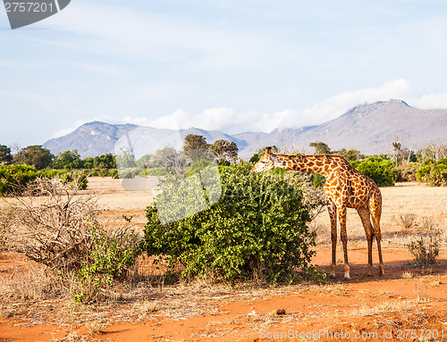 Image of Free Giraffe in Kenya