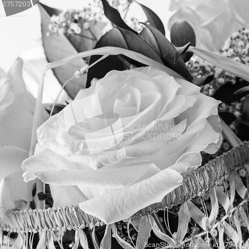 Image of White rose