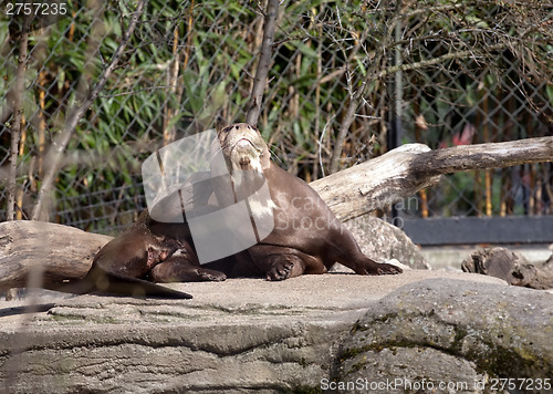 Image of seal in zoo