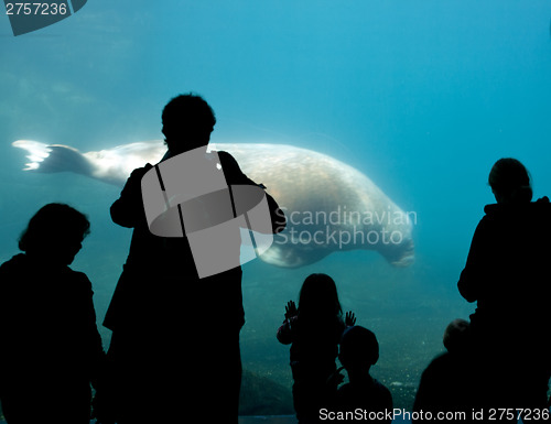 Image of people silhouettes in oceanarium