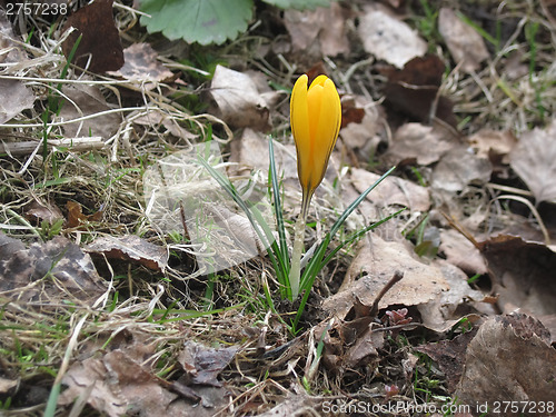 Image of the first yellow flower