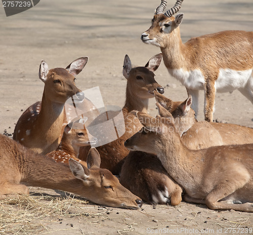 Image of deers family