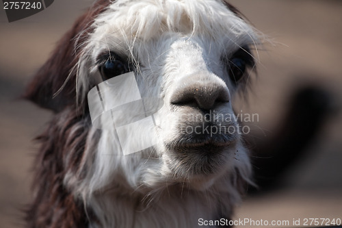 Image of llama alpaca portrait