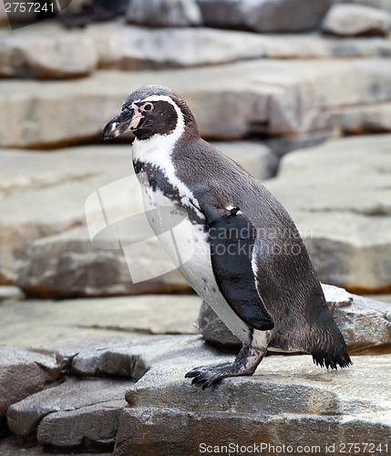 Image of penguin