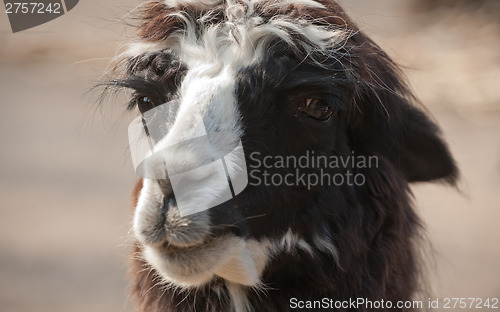 Image of llama alpaca portrait