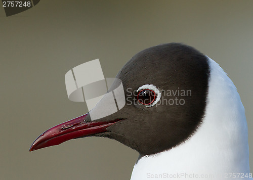 Image of Black-headed Gul