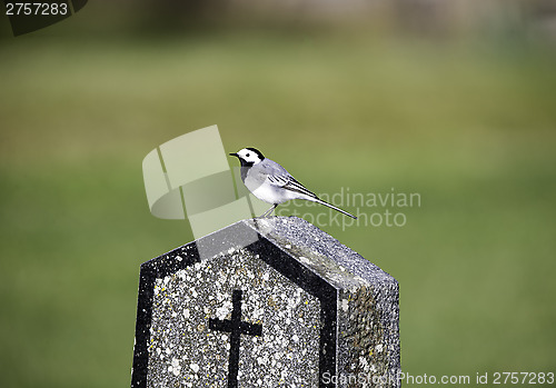 Image of Wagtail on a gravestone