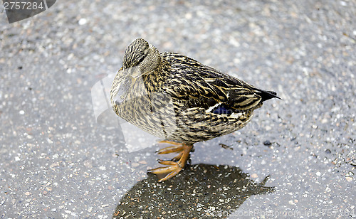 Image of Female Mallard