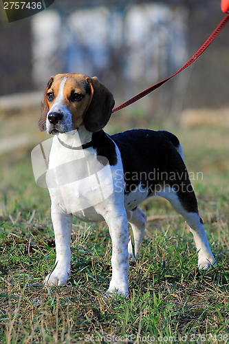 Image of Tri-colored beagle puppy