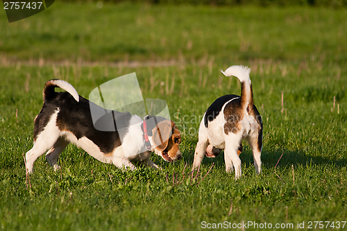 Image of Beagle dogs