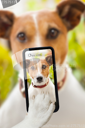 Image of dog selfie